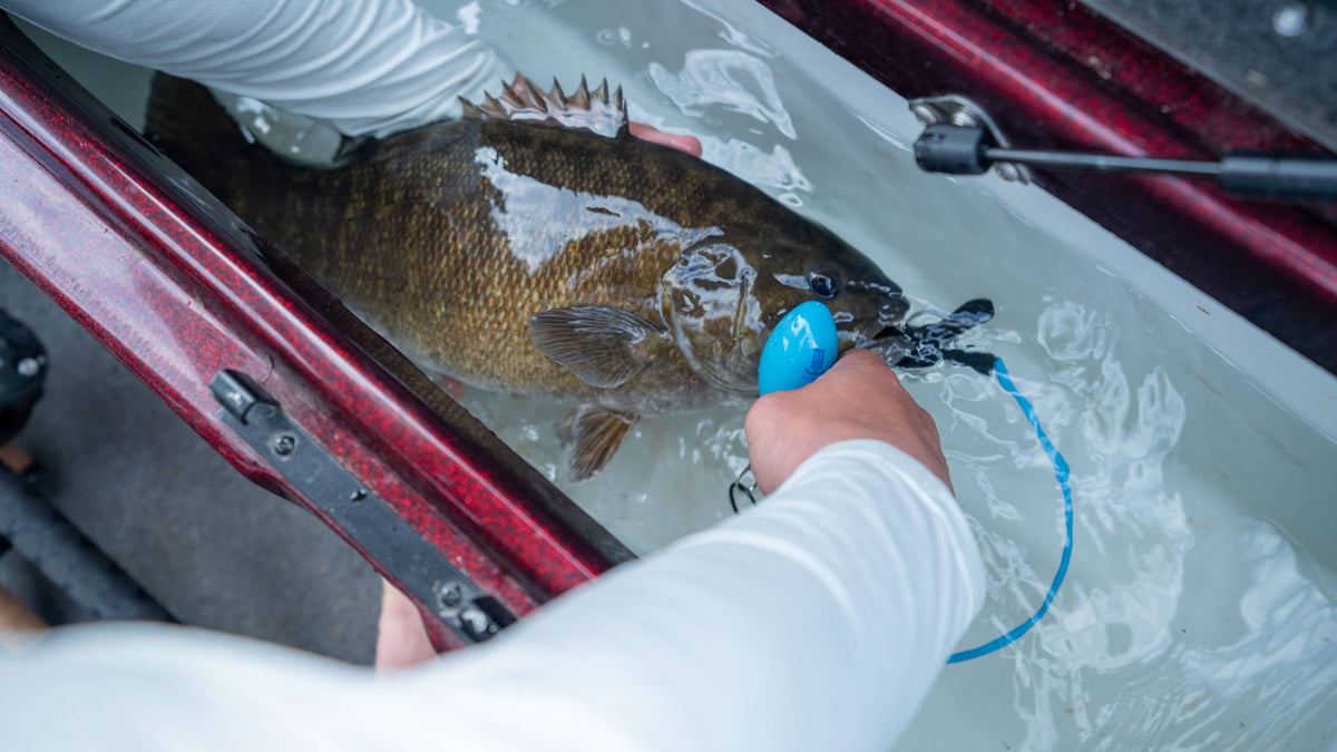 How to Keep Tournament Fish Alive: Vital Gear for Every Bass Boat Live ...